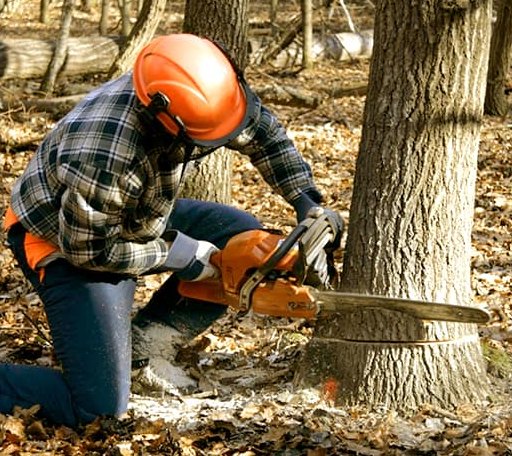 Tree Removal in Saul, KY